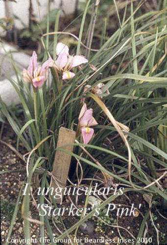 Unguic. Starker's Pink